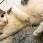 WILL THIS KITTEN, COCONUT, MAKE IT?
