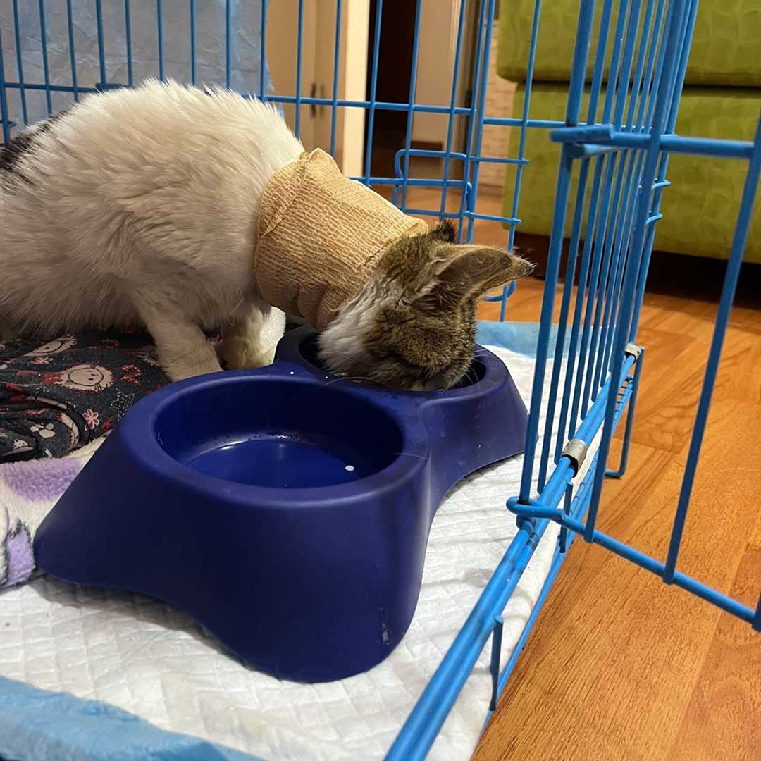 WILL THIS KITTEN, COCONUT, MAKE IT?