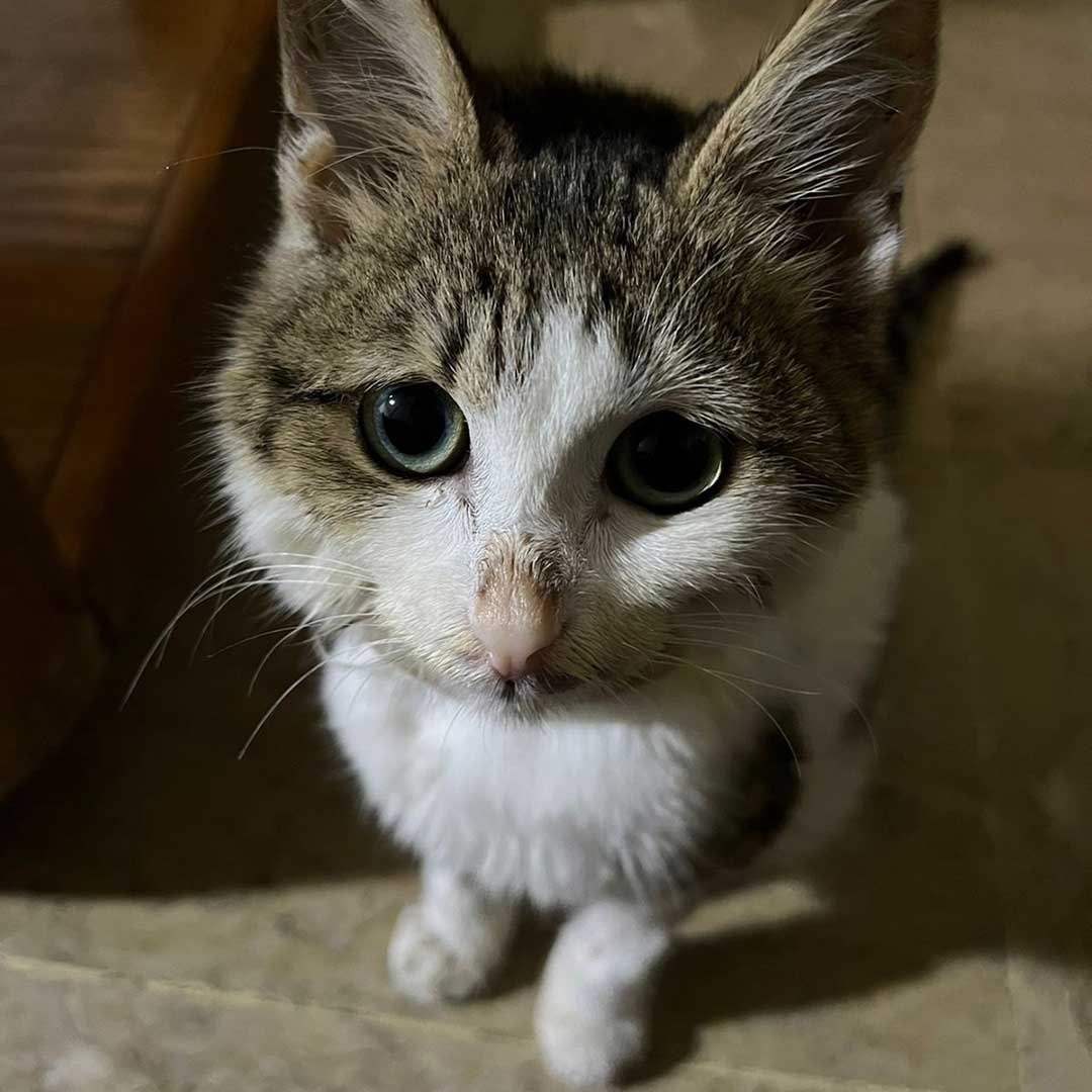 WILL THIS KITTEN, COCONUT, MAKE IT?