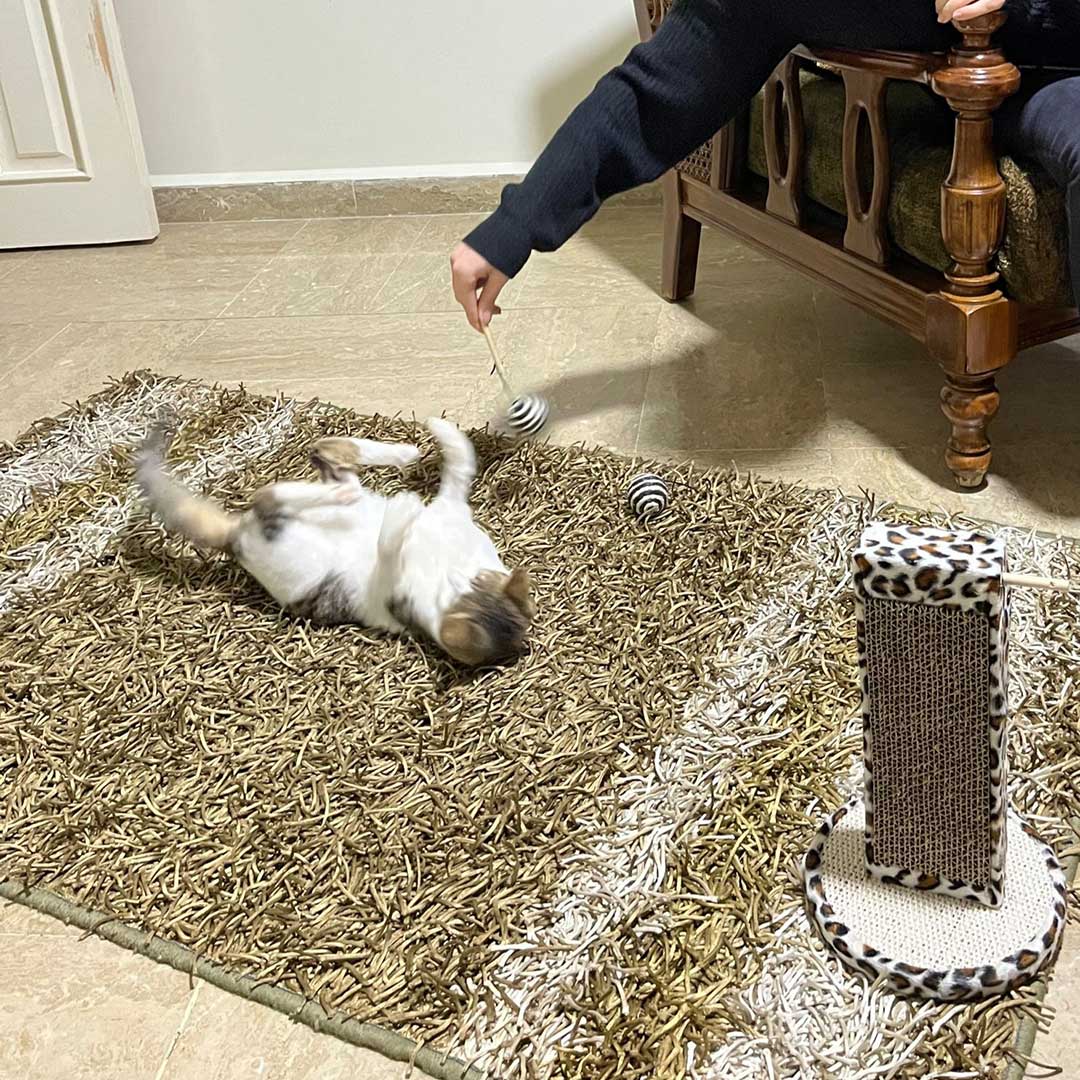 WILL THIS KITTEN, COCONUT, MAKE IT?