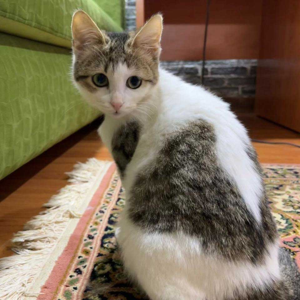 WILL THIS KITTEN, COCONUT, MAKE IT?