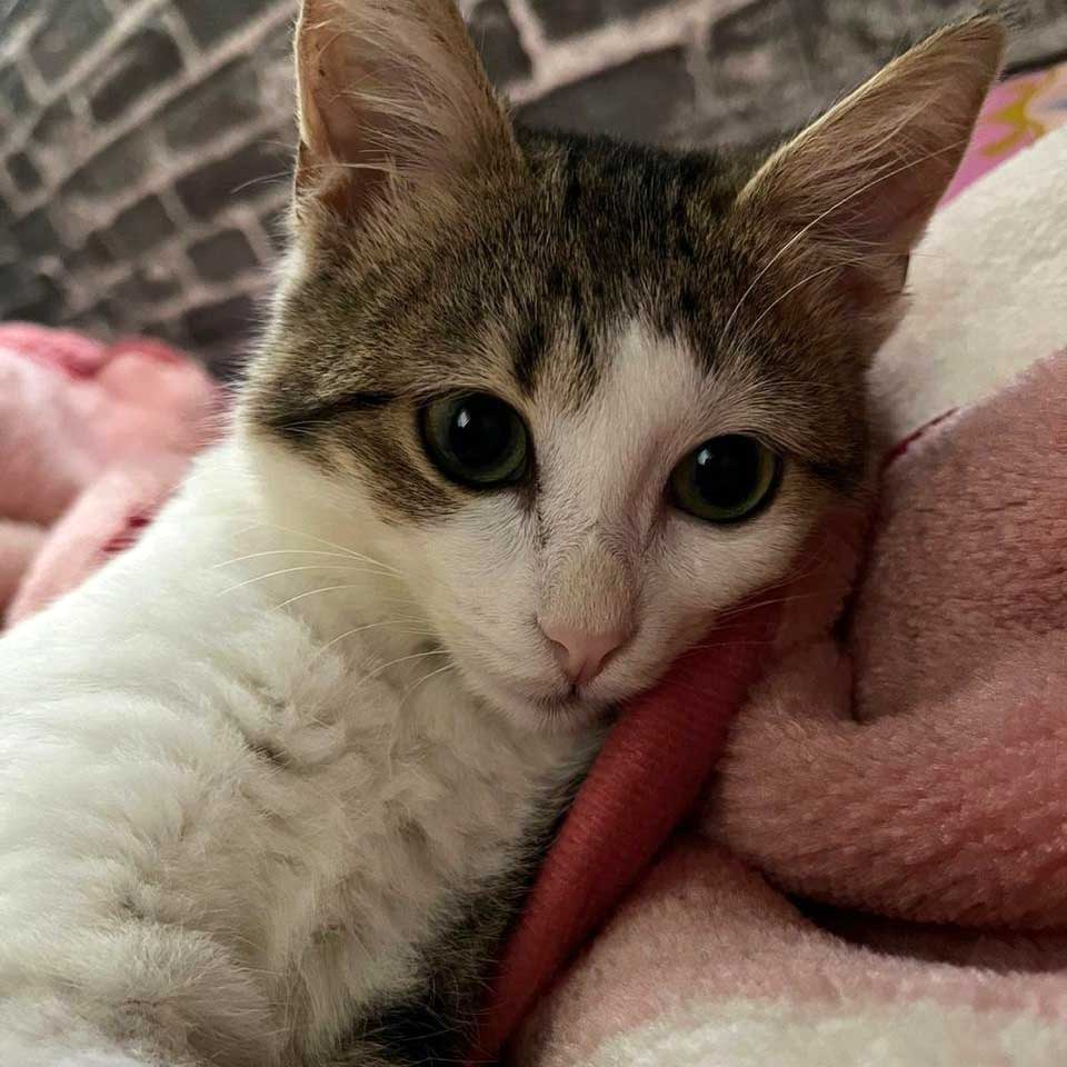 WILL THIS KITTEN, COCONUT, MAKE IT?