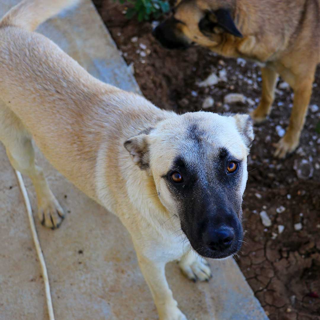 PENNY AKA DENVY RESCUED FROM BEING SOLD AS A PUPPY
