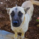 PENNY AKA DENVY RESCUED FROM BEING SOLD AS A PUPPY