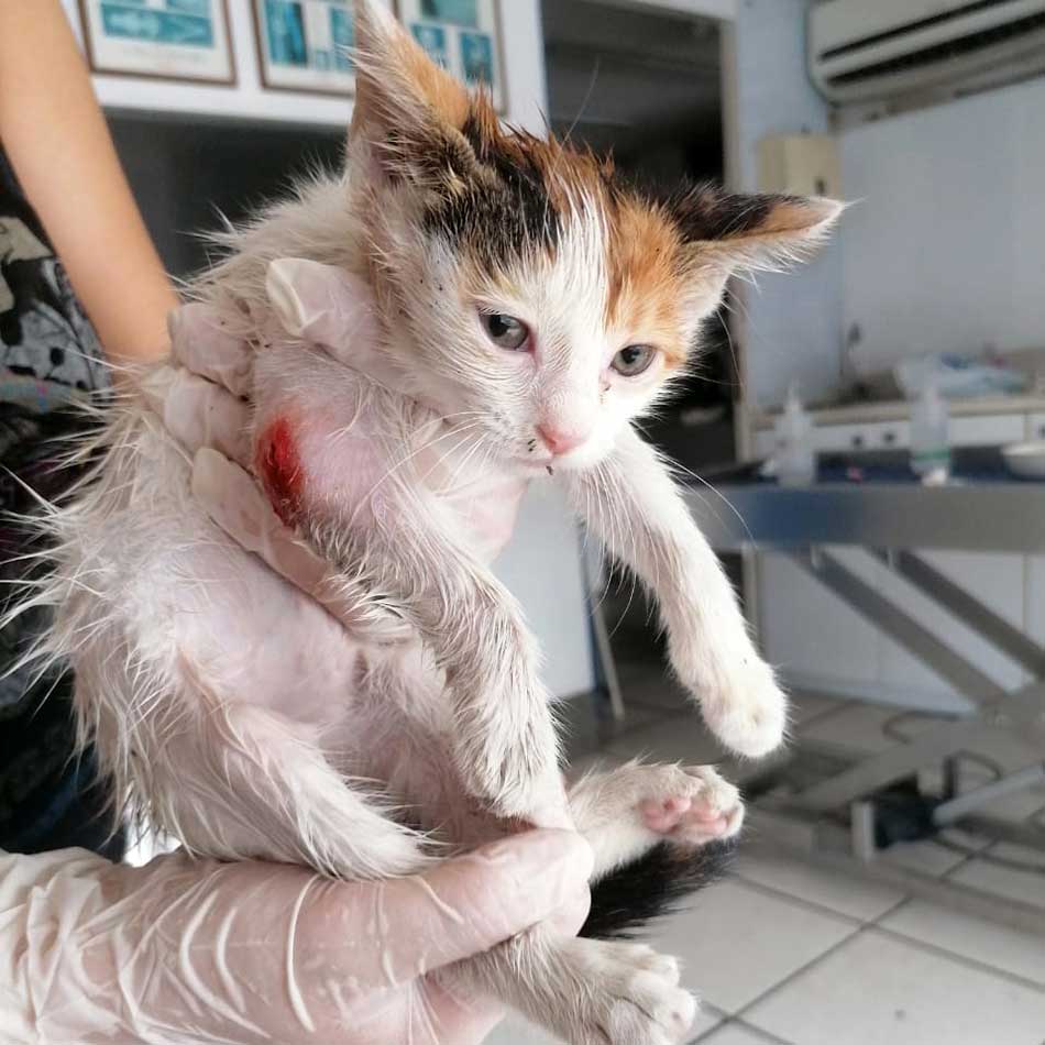 OLIVE OR THE TINY KITTEN WITH AN INFECTED ARM
