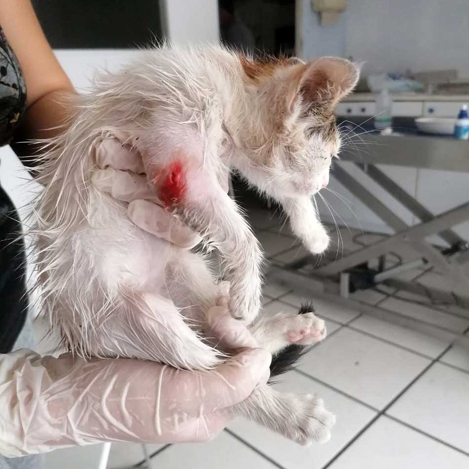 OLIVE OR THE TINY KITTEN WITH AN INFECTED ARM
