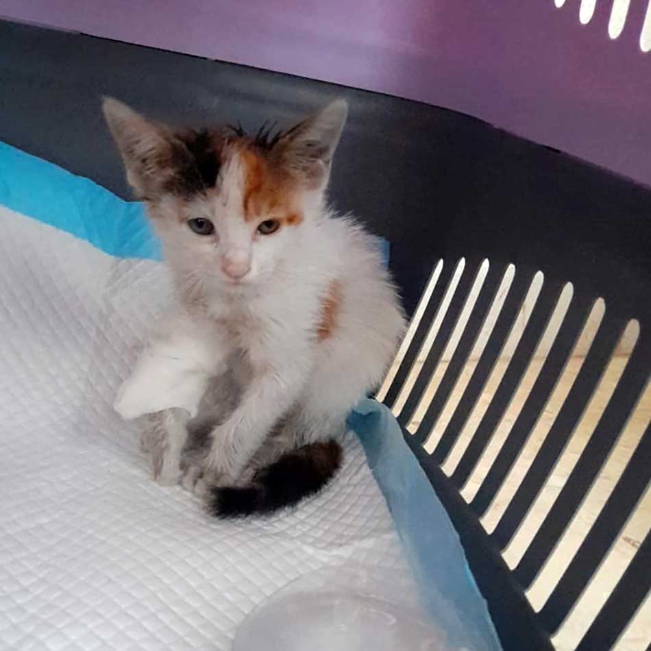 OLIVE OR THE TINY KITTEN WITH AN INFECTED ARM