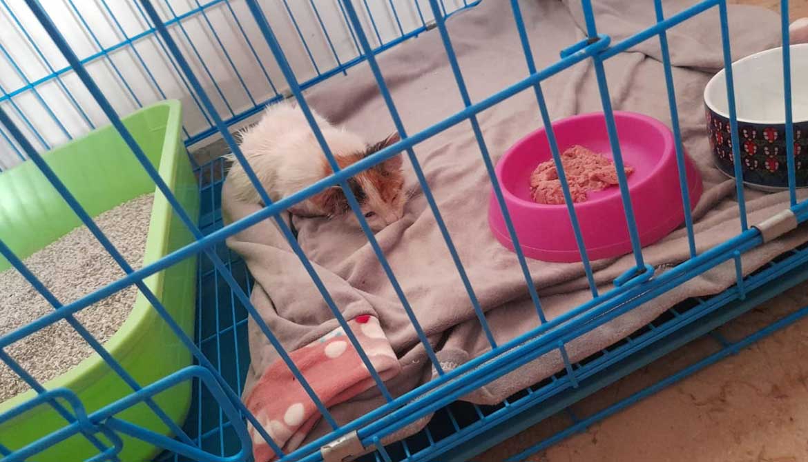 OLIVE OR THE TINY KITTEN WITH AN INFECTED ARM