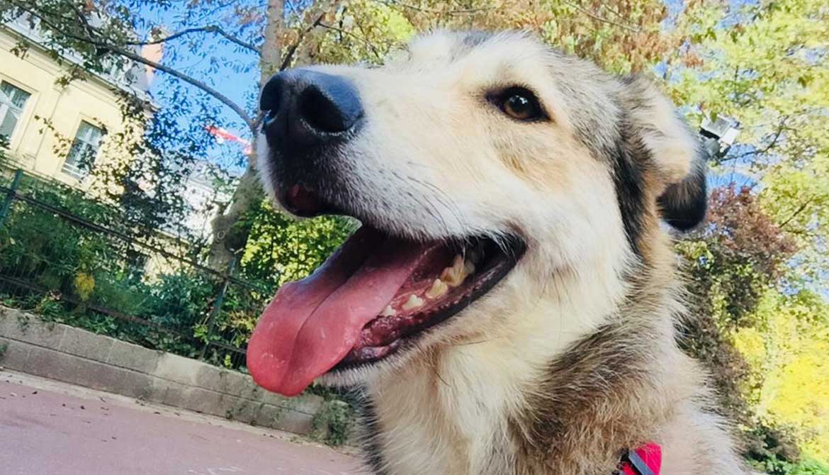 OSCAR FROM DAHYEH TO FRANCE
