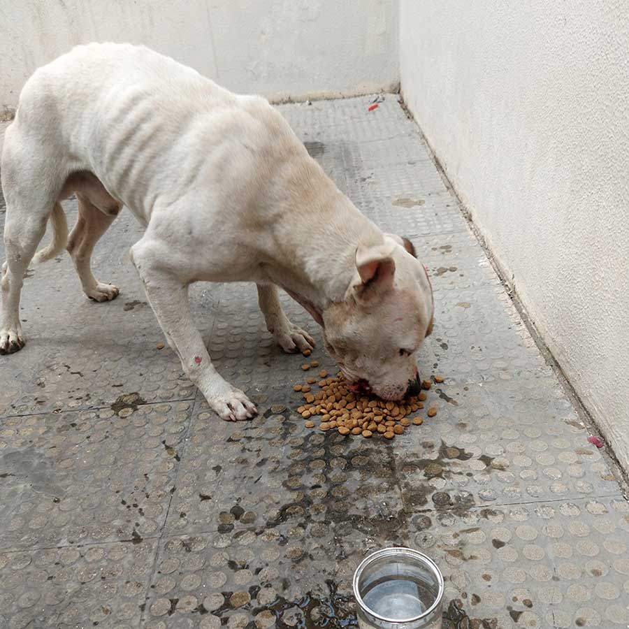PETE THE STARVING DOG DUMPED IN THE STREETS