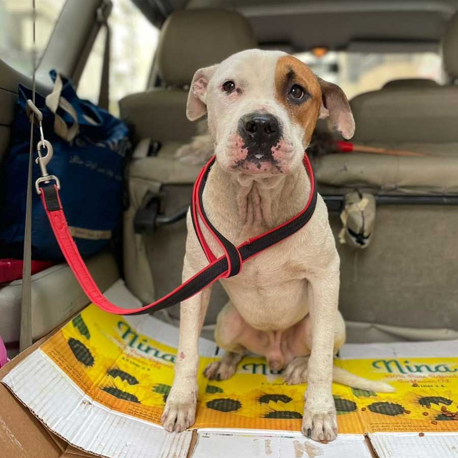 PETE THE STARVING DOG DUMPED IN THE STREETS