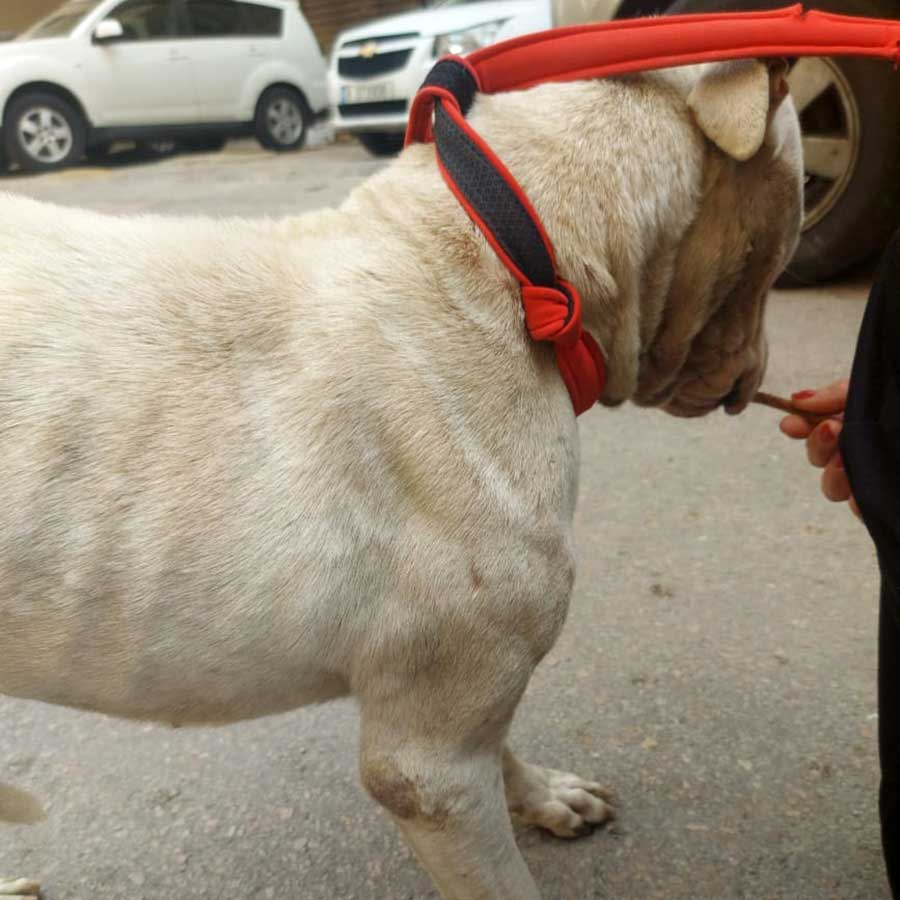 PETE THE STARVING DOG DUMPED IN THE STREETS