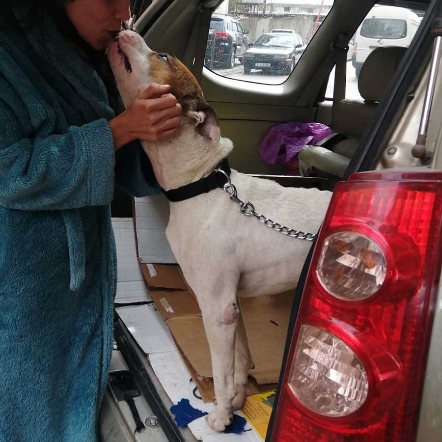 PETE THE STARVING DOG DUMPED IN THE STREETS