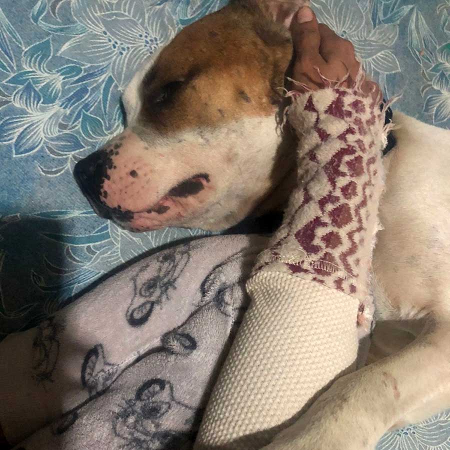 PETE THE STARVING DOG DUMPED IN THE STREETS