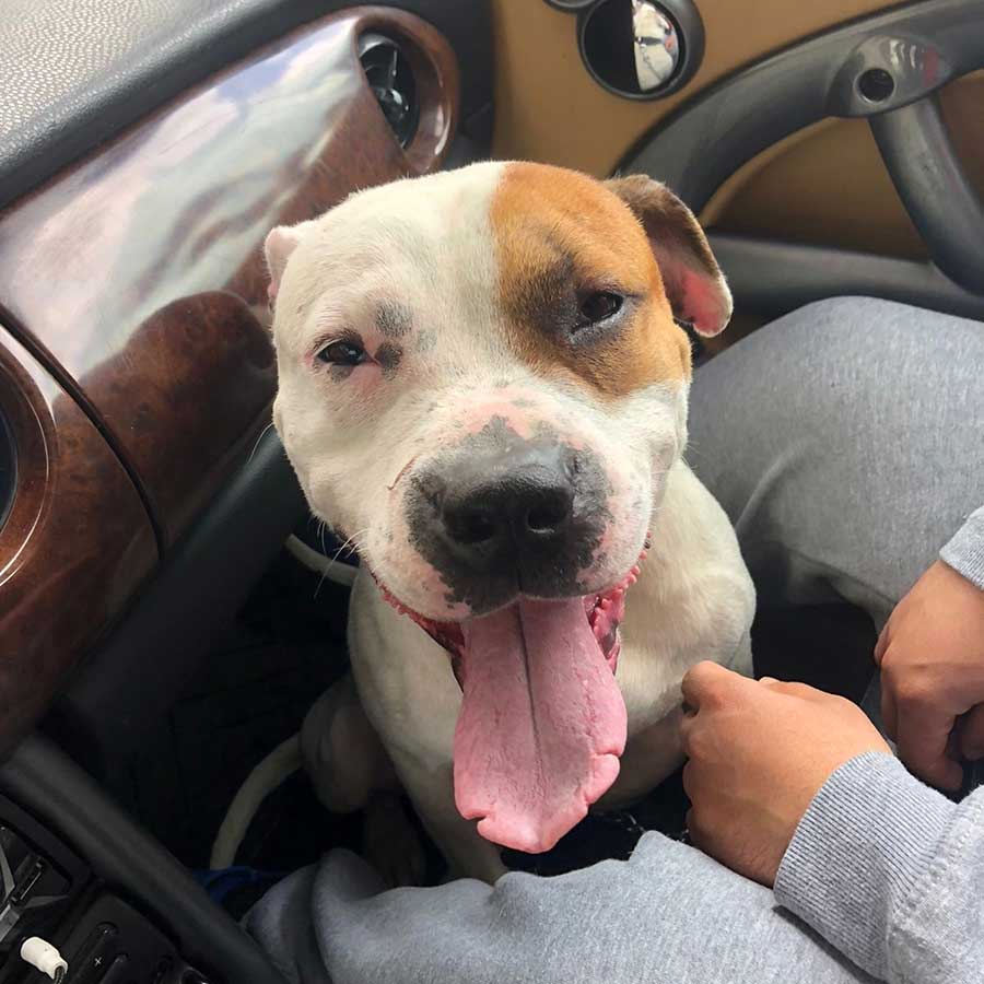 PETE THE STARVING DOG DUMPED IN THE STREETS