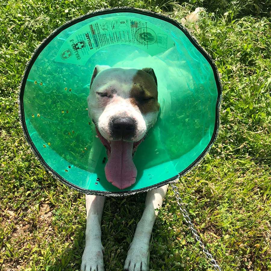 PETE THE STARVING DOG DUMPED IN THE STREETS