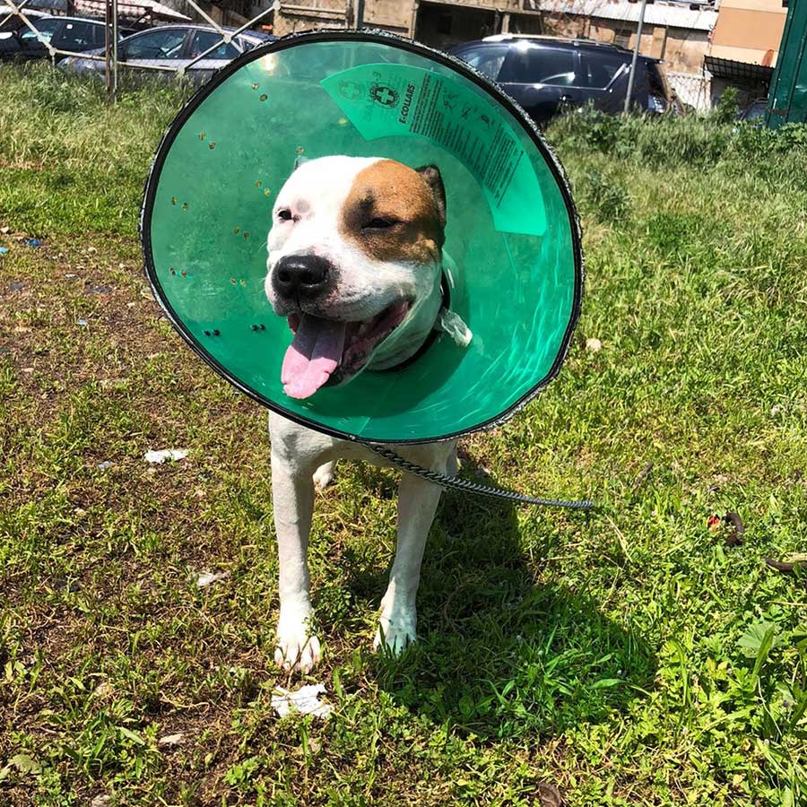 PETE THE STARVING DOG DUMPED IN THE STREETS