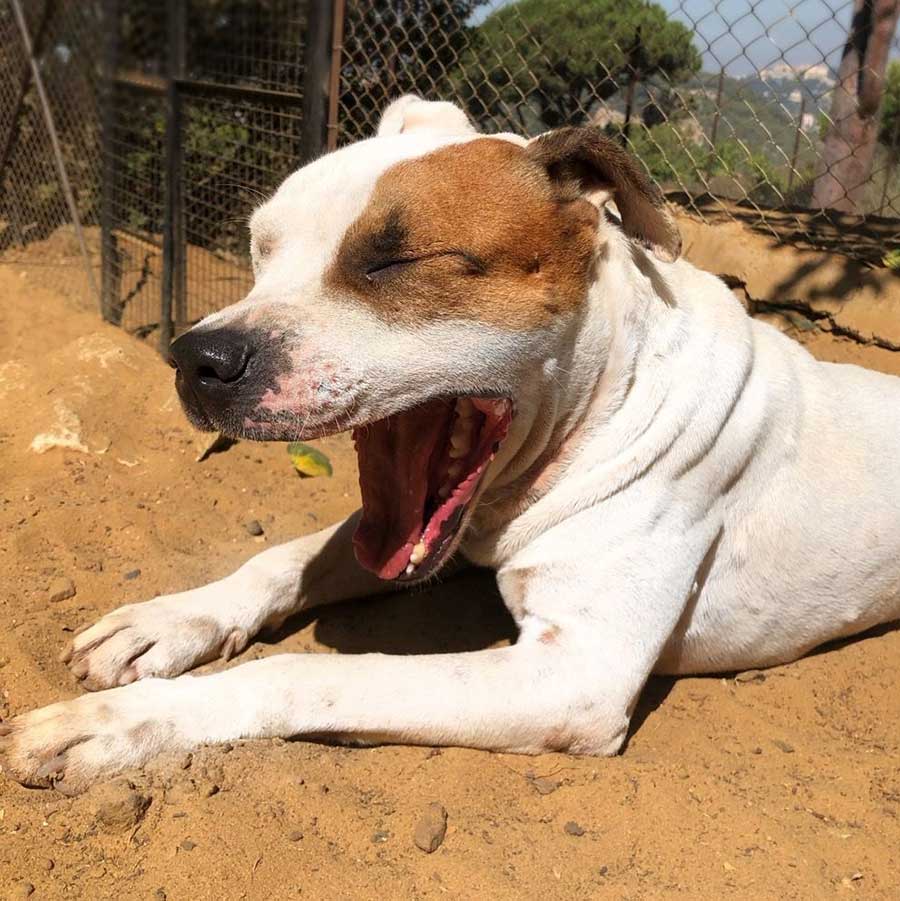 PETE THE STARVING DOG DUMPED IN THE STREETS