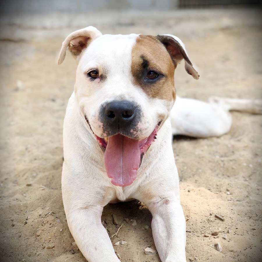 PETE THE STARVING DOG DUMPED IN THE STREETS