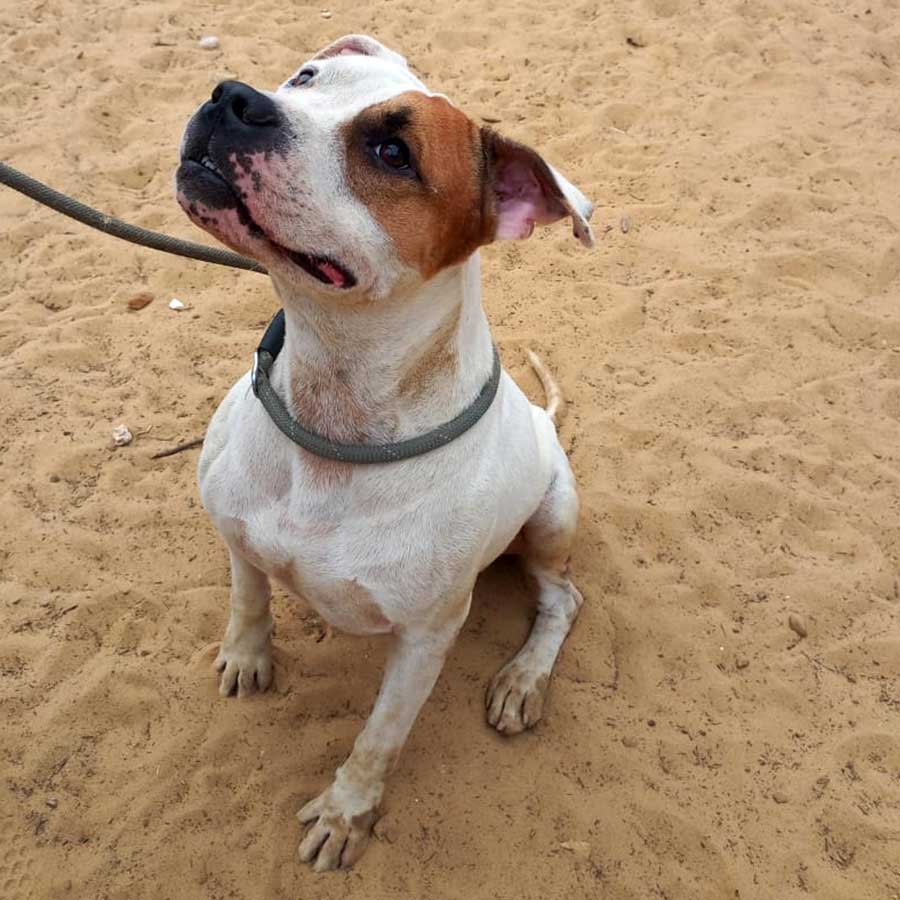 PETE THE STARVING DOG DUMPED IN THE STREETS