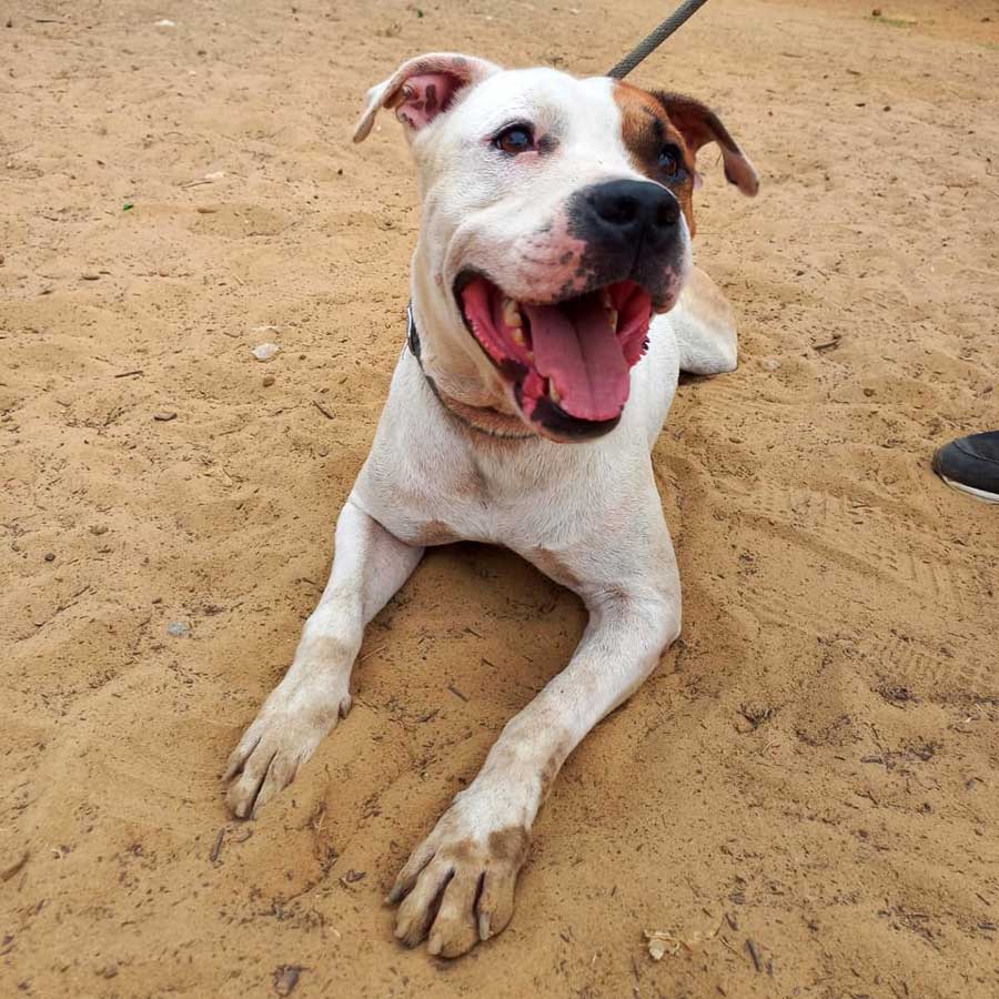 PETE THE STARVING DOG DUMPED IN THE STREETS