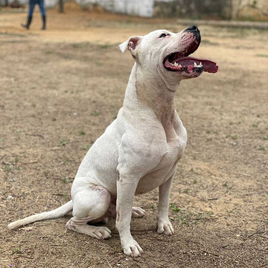 PETE THE STARVING DOG DUMPED IN THE STREETS