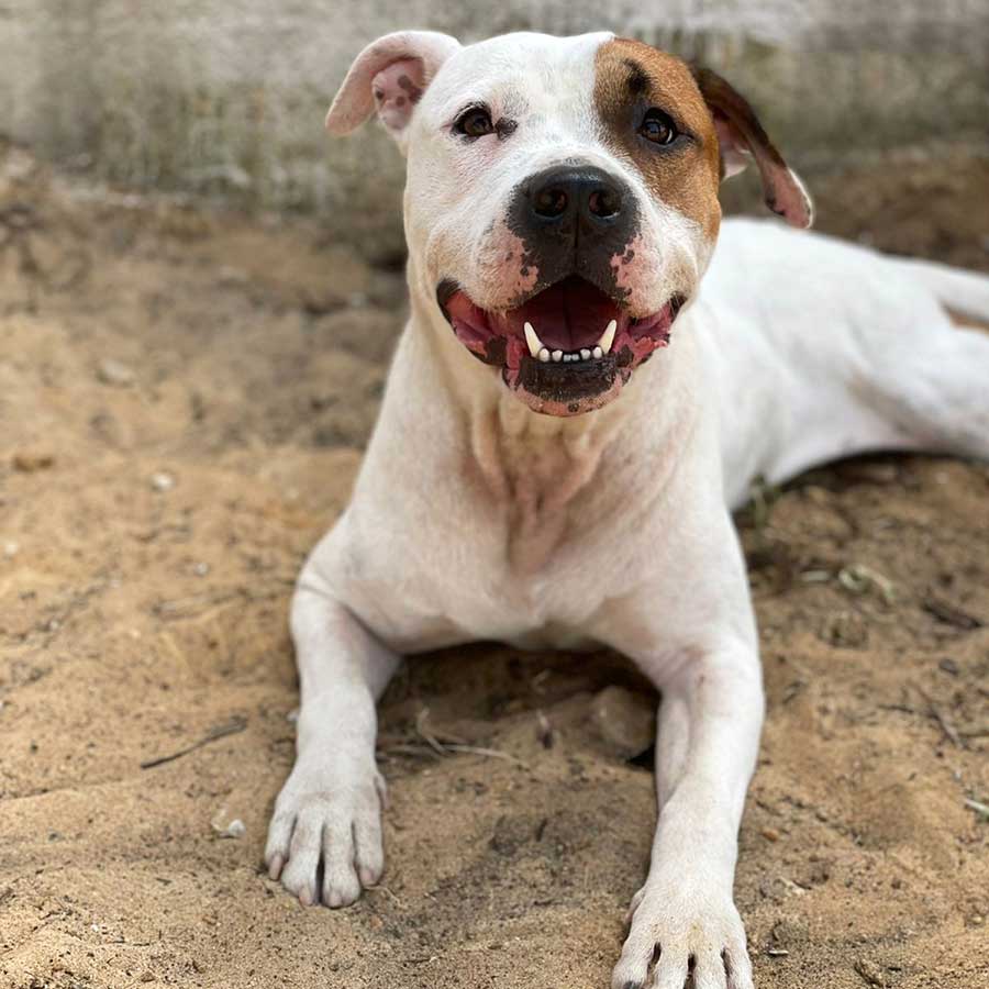 PETE THE STARVING DOG DUMPED IN THE STREETS