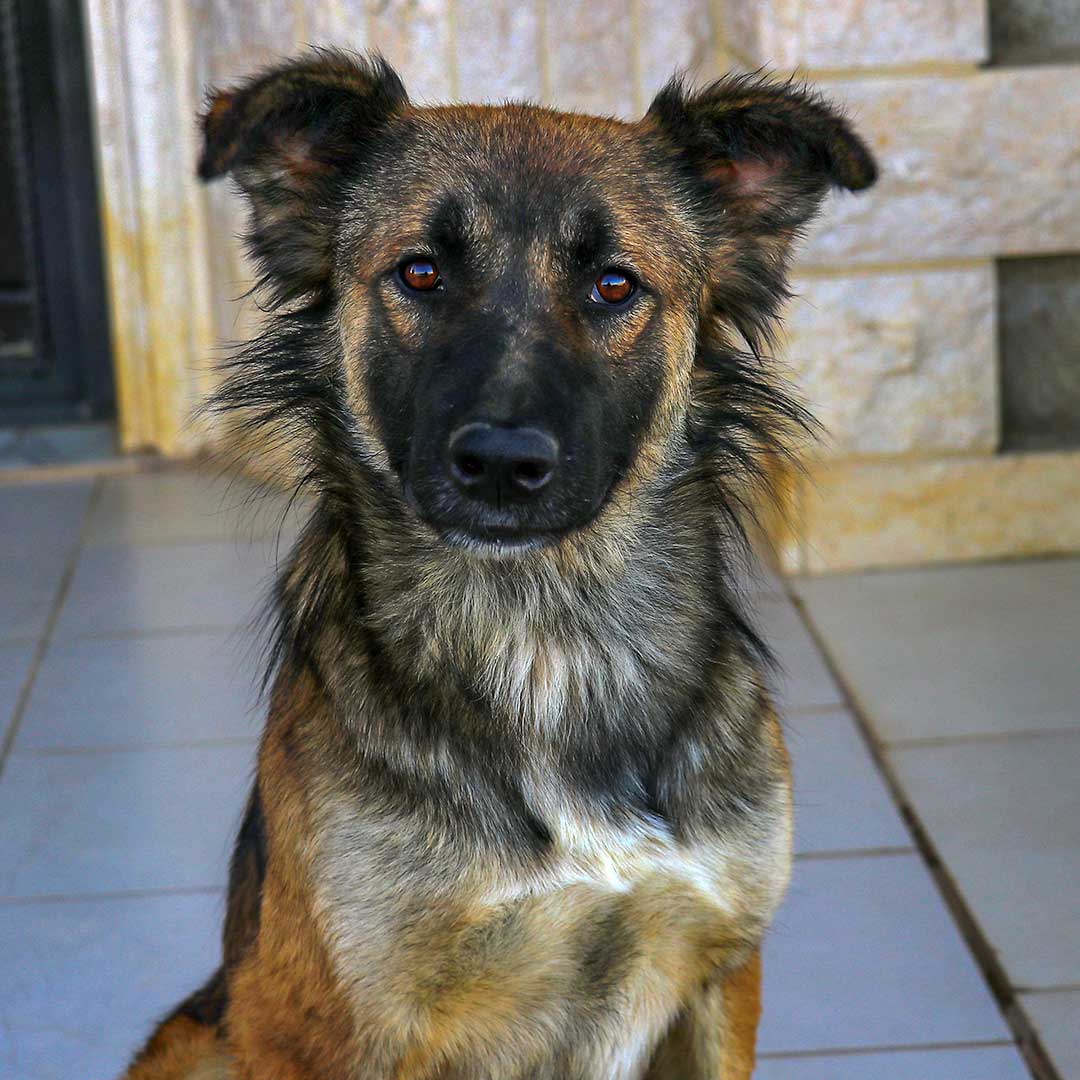 MARLEY AKA RUDY DUMPED BY FARMERS