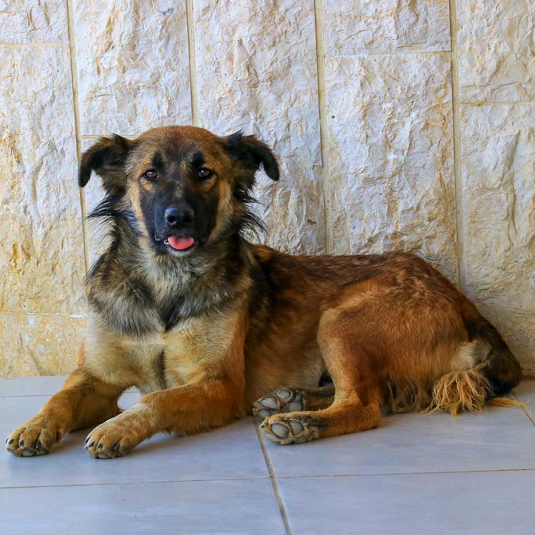 MARLEY AKA RUDY DUMPED BY FARMERS