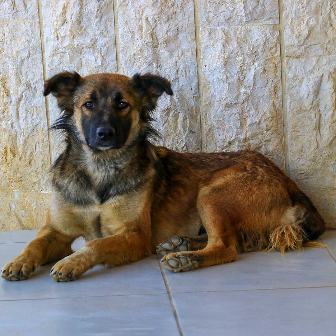 MARLEY AKA RUDY DUMPED BY FARMERS