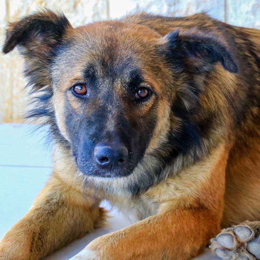 MARLEY AKA RUDY DUMPED BY FARMERS
