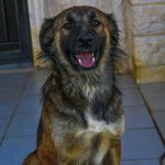 MARLEY AKA RUDY DUMPED BY FARMERS