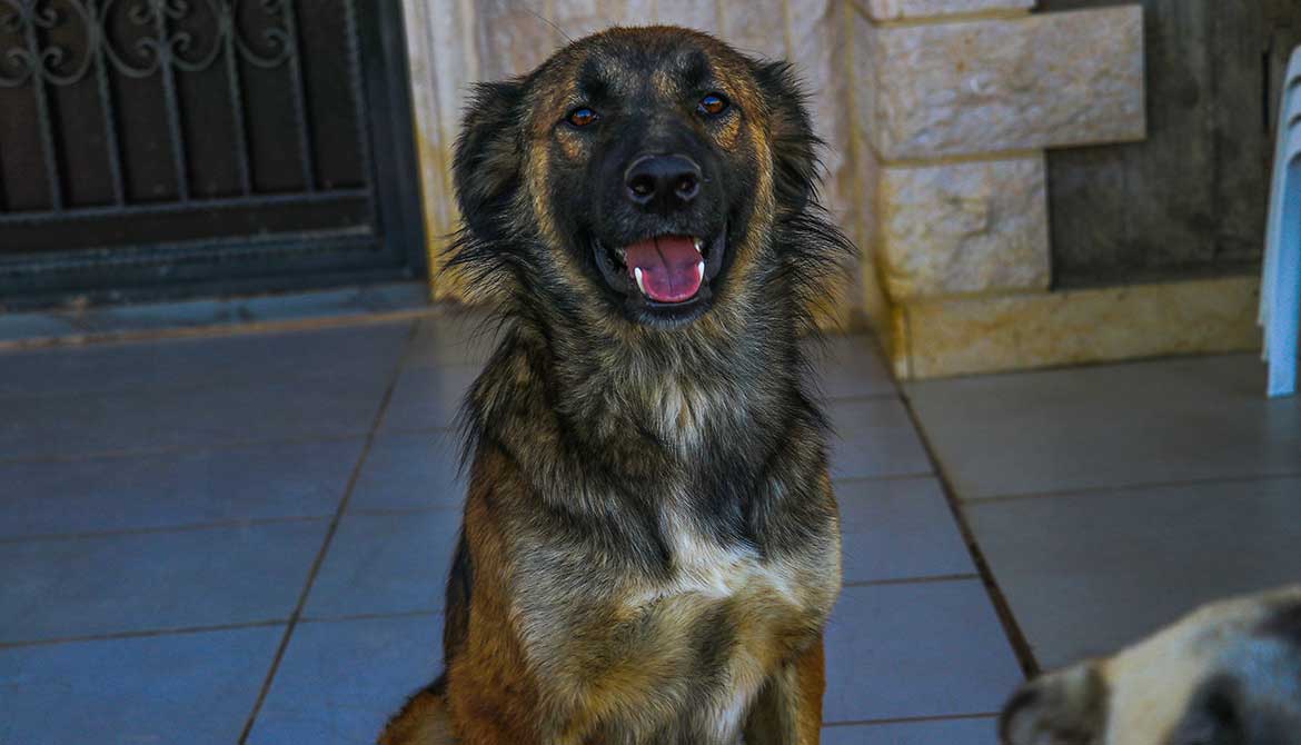 MARLEY AKA RUDY DUMPED BY FARMERS