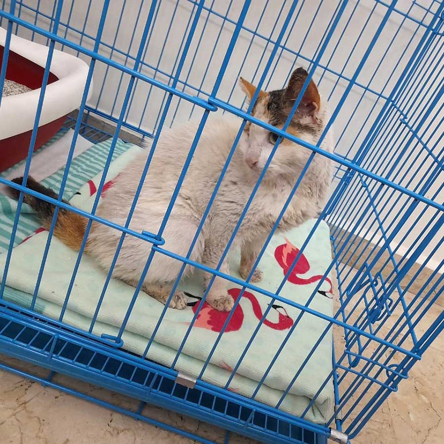 SIMBA OR SIMBETTE TO FRANCE