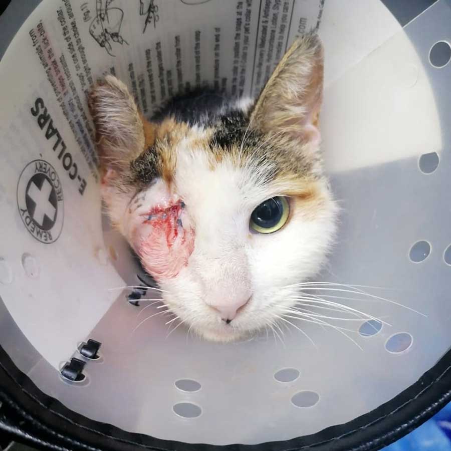 SIMBA OR SIMBETTE TO FRANCE