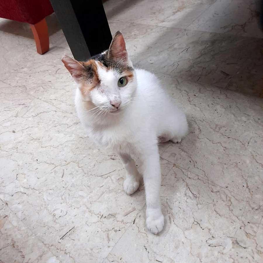 SIMBA OR SIMBETTE TO FRANCE