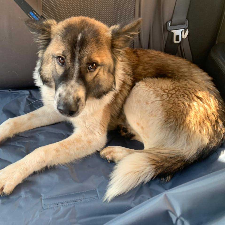 GINGER: THE UNWANTED PUPPY