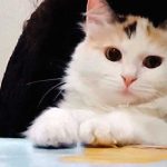 KATTY SAVED FROM AN AMPUTATION