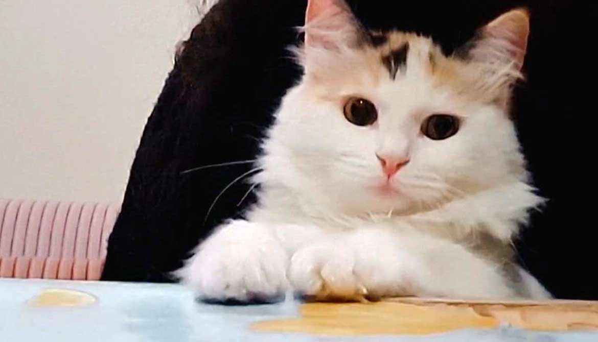 KATTY SAVED FROM AN AMPUTATION
