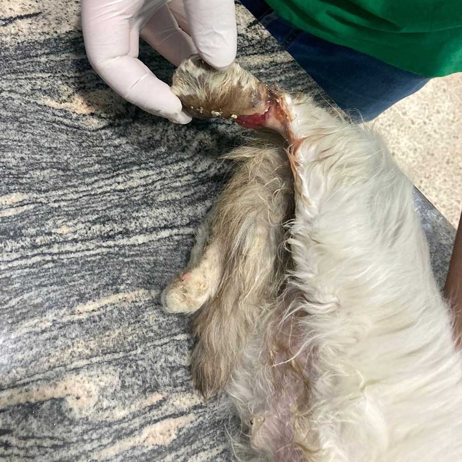 KATTY SAVED FROM AN AMPUTATION