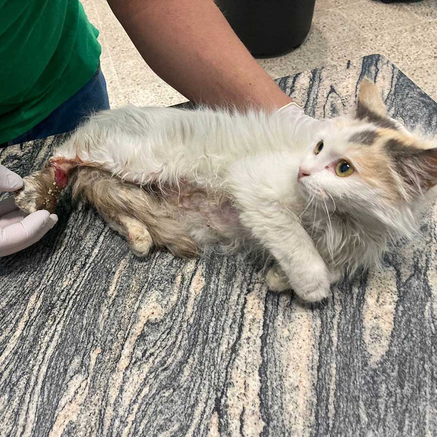 KATTY SAVED FROM AN AMPUTATION
