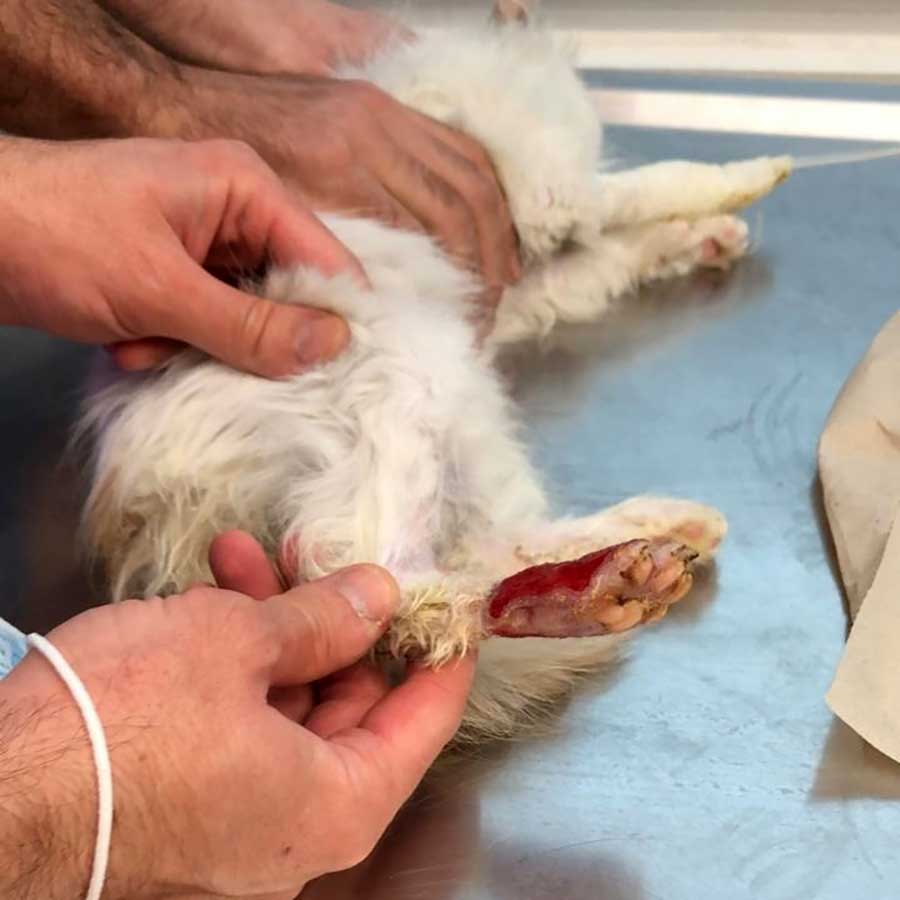 KATTY SAVED FROM AN AMPUTATION