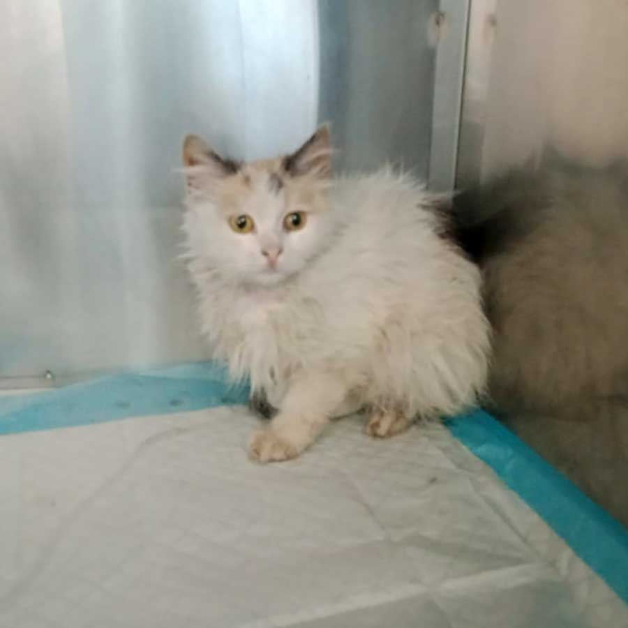 KATTY SAVED FROM AN AMPUTATION
