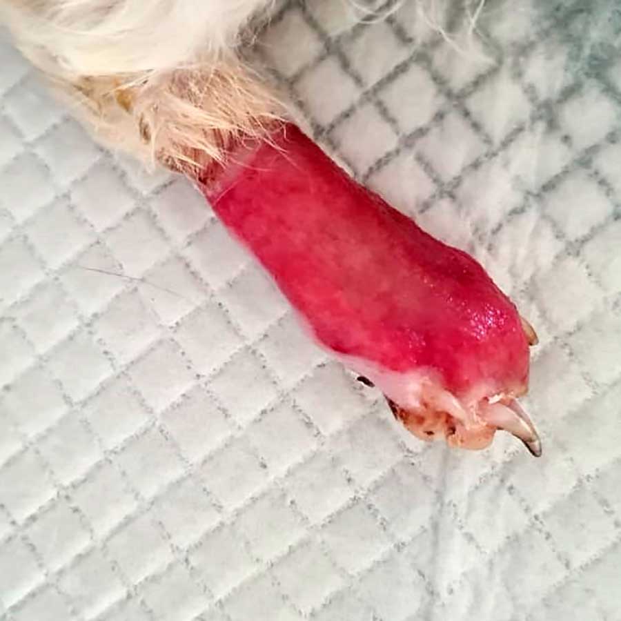 KATTY SAVED FROM AN AMPUTATION