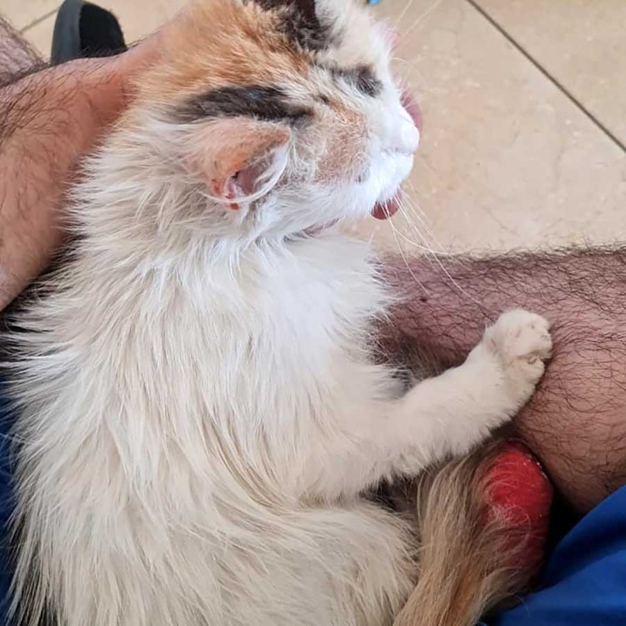 KATTY SAVED FROM AN AMPUTATION