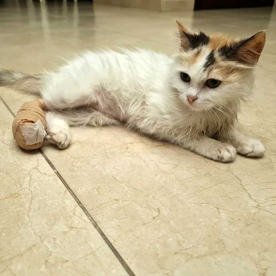 KATTY SAVED FROM AN AMPUTATION