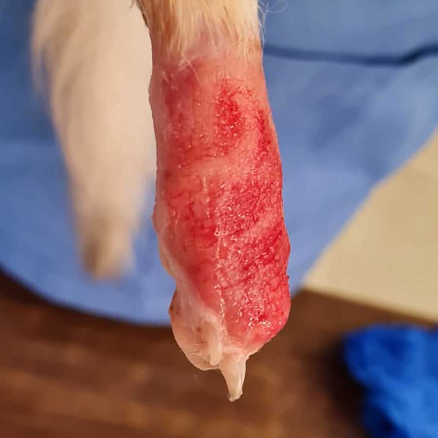 KATTY SAVED FROM AN AMPUTATION