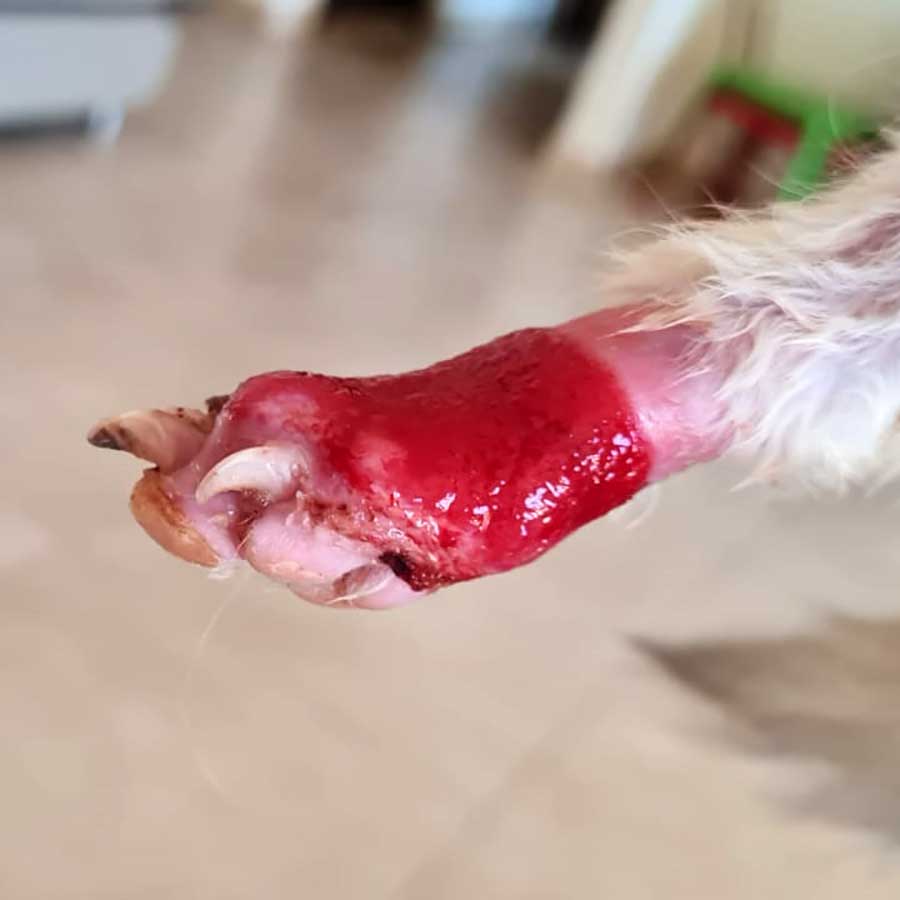 KATTY SAVED FROM AN AMPUTATION