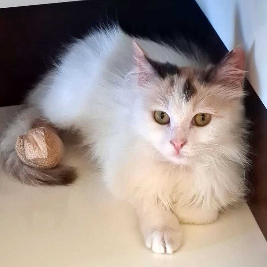 KATTY SAVED FROM AN AMPUTATION