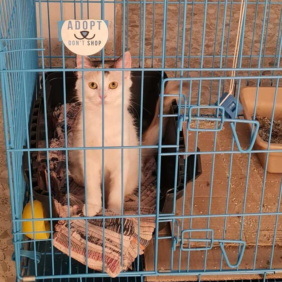 KATTY SAVED FROM AN AMPUTATION